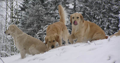 Silvestr 2007