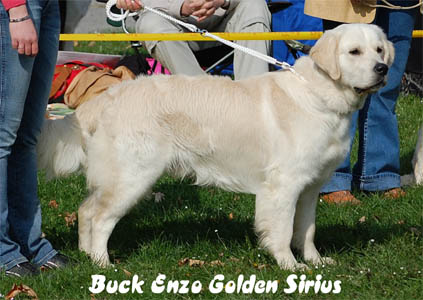 Buck Enzo Golden Sirius<