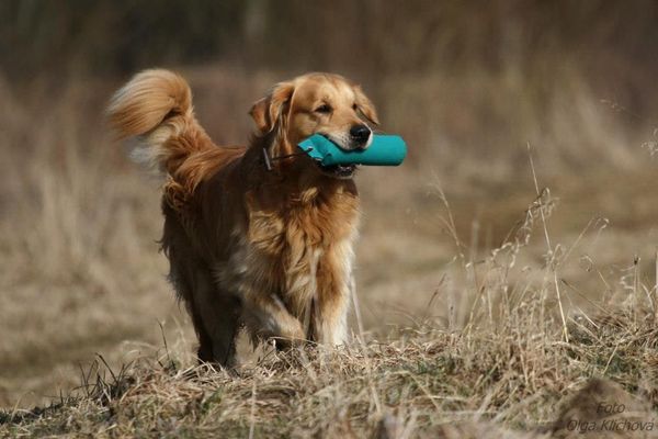 Benji Golden Sirius